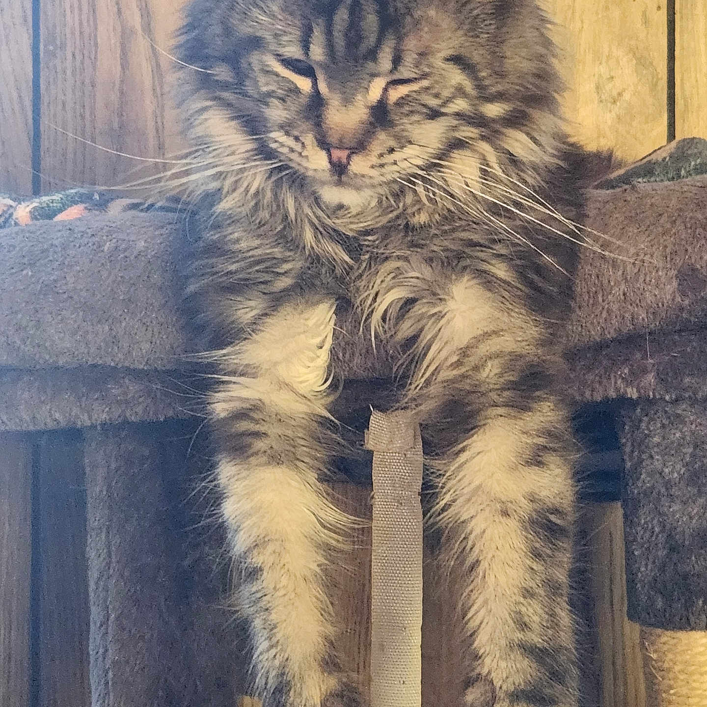Smokey is registered to the contest to win money with this photo: animal, cat, cat_tree, claws, cute, domestic_cat, feline, fluffy, fur, indoor, long_hair, paws, pet, portrait, relaxed, resting, sleepy, tabby, whiskers, wood_paneling