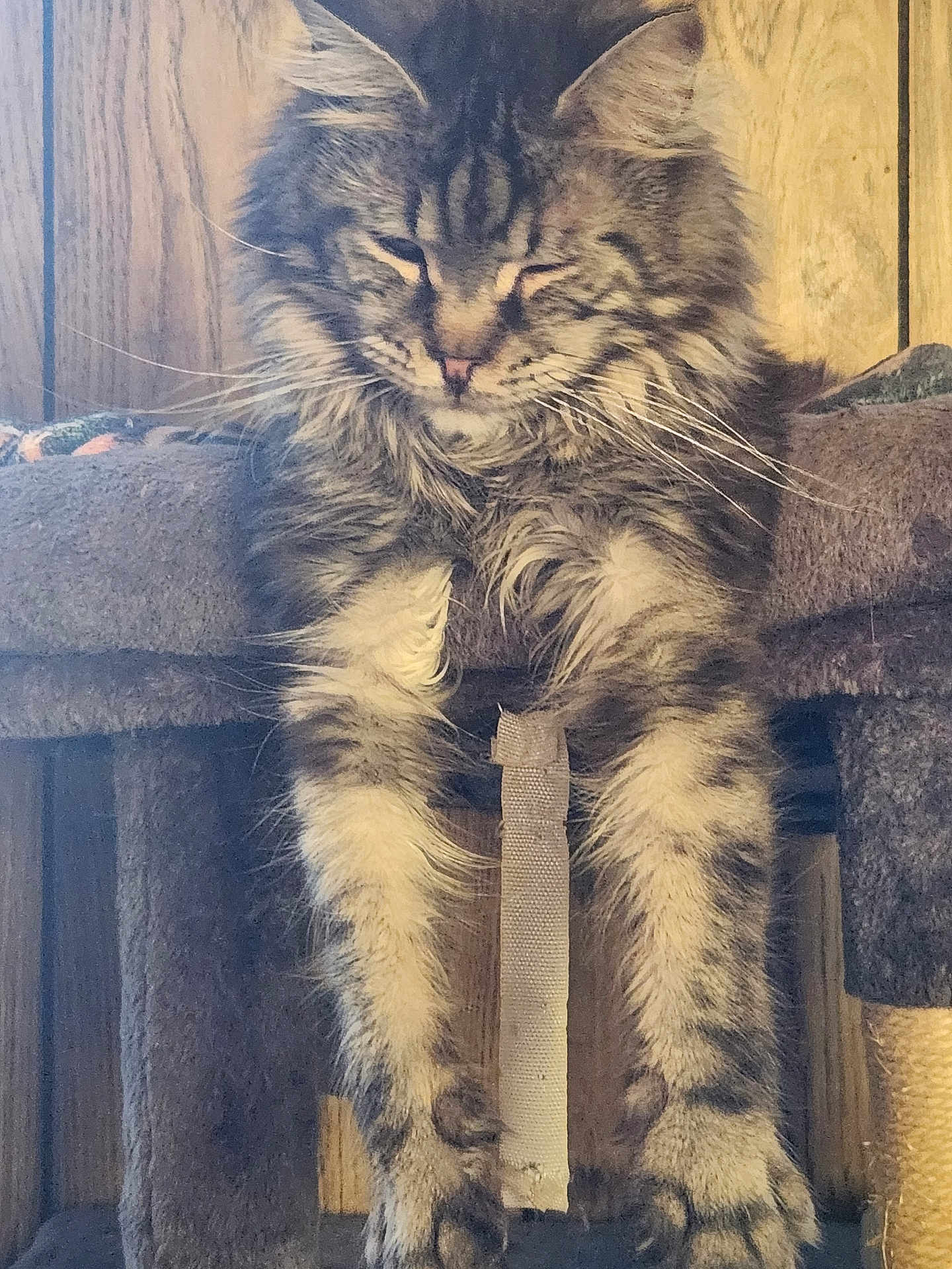 Smokey is registered to the contest to win money with this photo: cat, tabby, fluffy, whiskers, cat_tree, wood_paneling, feline, resting, indoor, pet, fur, animal, claws, paws, long_hair, relaxed, cute, portrait, domestic_cat, sleepy