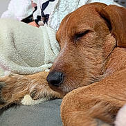 Sky participe au concours pour gagner de l'argent avec cette photo : dog, sleeping, close_up, paw, fur, blanket, cozy, resting, indoors, pet, canine, nose, relaxation, soft_texture, warm, animal, snuggling, comfort, cute, peaceful