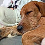 dog, sleeping, close_up, paw, fur, blanket, cozy, resting, indoors, pet, canine, nose, relaxation, soft_texture, warm, animal, snuggling, comfort, cute, peaceful