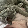 animal, cat, close_up, comfort, cozy, cute, domestic_cat, feline, fur, gray_cat, indoor, mammal, nap, pet, pink_blanket, relaxation, resting, sleeping, soft_blanket, whiskers