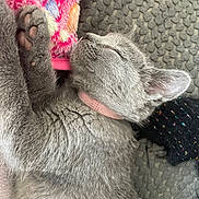 Chanelle participe au concours pour gagner de l'argent avec cette photo : animal, close_up, cozy, cute, domestic_cat, feline, fluffy_pillow, gray_fur, indoors, kitten, nap, paw, paw_print, pet, pink_collar, relaxed, resting, sleeping, soft_fur, textured_blanket