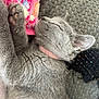 animal, close_up, cozy, cute, domestic_cat, feline, fluffy_pillow, gray_fur, indoors, kitten, nap, paw, paw_print, pet, pink_collar, relaxed, resting, sleeping, soft_fur, textured_blanket