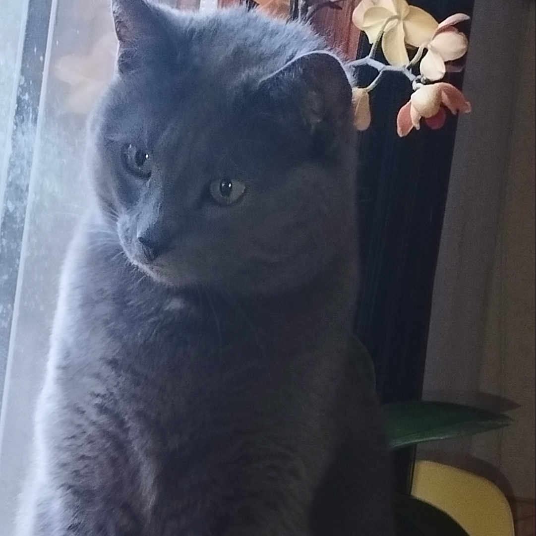 Saphir a rejoint le concours — aidez-le/la à gagner de superbes lots ! cat, closeup, cozy, cute, domestic_animal, feline, flower, fluffy, gray_cat, indoor, leaf, natural_light, orchid, pet, plant, portrait, sitting, soft_light, still_life, window