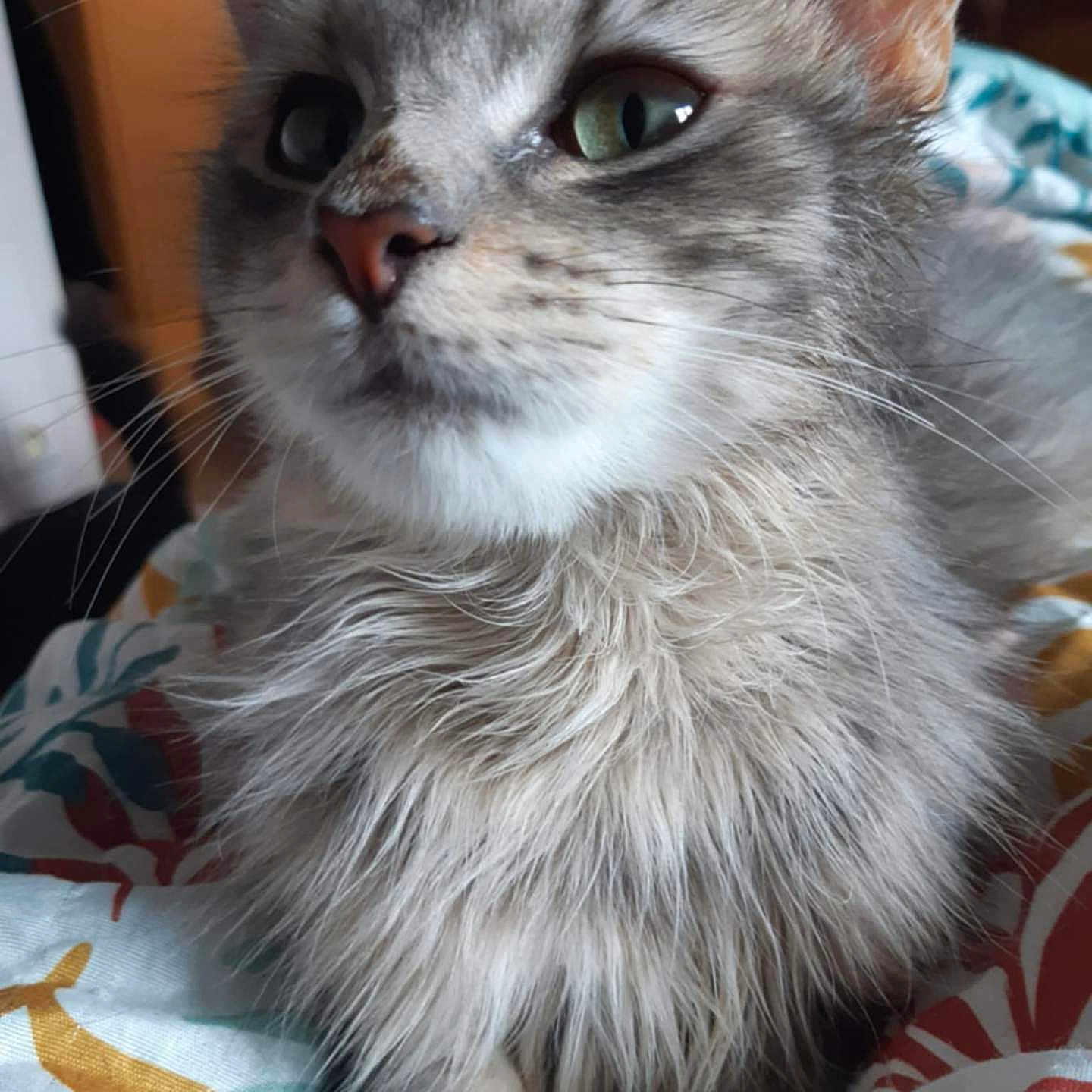 Cup Cake participe au concours pour gagner de l'argent avec cette photo : animal, bed, blanket, cat, close_up, comfort, cozy, cute, domestic_cat, feline, fur, gray_fur, green_eyes, indoor, pet, portrait, relaxed, resting, soft_light, whiskers