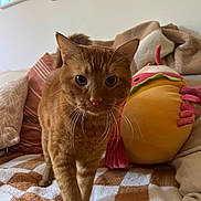 Benito is registered to the contest to win money with this photo: cat, orange_tabby, pet, indoor, living_room, blanket, pillow, plush_toy, furniture, cozy, whiskers, curious, soft_lighting, close_up, animal, domestic, walking, comfort, home, cute