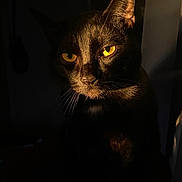 Bruce joined the competition — help win amazing prizes! animal, black_cat, cat, close_up, contrast, cute, dark, dark_background, dramatic_lighting, eyes, feline, glowing_eyes, indoor, light, mysterious, pet, portrait, shadow, whiskers, yellow_eyes