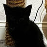 Bruce joined the competition — help win amazing prizes! black_cat, kitten, scratching_post, indoor, pet, animal, feline, shadow, ears, eyes, carpet, cord, wall, quiet, small, cute, young, furry, sitting, domestic_cat
