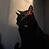 black_cat, cat, shadow, silhouette, wall, indoor, pet, animal, feline, dark, light, amber_eyes, quiet, moody, portrait, closeup, shadow_play, texture, soft_light, calm