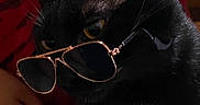 Bruce joined the competition — help win amazing prizes! black_cat, cat, sunglasses, pet, animal, indoor, closeup, portrait, feline, whiskers, yellow_eyes, dark_background, hand, cozy, cute, eyewear, mysterious, domestic_cat, animal_portrait, fashion