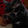 black_cat, cat, sunglasses, pet, animal, indoor, closeup, portrait, feline, whiskers, yellow_eyes, dark_background, hand, cozy, cute, eyewear, mysterious, domestic_cat, animal_portrait, fashion