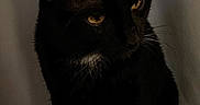 Bruce is registered to the contest to win money with this photo: animal, black_cat, cat, close_up, dark, domestic_cat, ears, feline, feline_face, fur, indoor, looking_away, mysterious, pet, portrait, quiet, shadow, sitting, whiskers, yellow_eyes