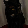 Bruce is registered to the contest to win money with this photo: black_cat, cat, animal, pet, feline, indoor, whiskers, yellow_eyes, sitting, shadow, quiet, mysterious, fur, portrait, looking_away, dark, feline_face, ears, close_up, domestic_cat