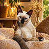 cat, siamese_cat, kitten, blue_eyes, indoor, plush_blanket, cozy, warm_lighting, bokeh, plant, vase, window, relaxed, feline, pet, cute, fur, whiskers, tail, sitting