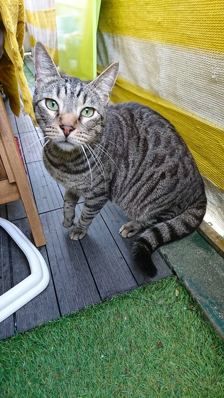 Junior a rejoint le concours — aidez-le/la à gagner de superbes lots ! art, carnivore, cat, domestic_short_haired_cat, felidae, fur, grass, grey, pattern, plant, sitting, small_to_medium_sized_cats, snout, tail, terrestrial_animal, tree, whiskers, wildlife, window