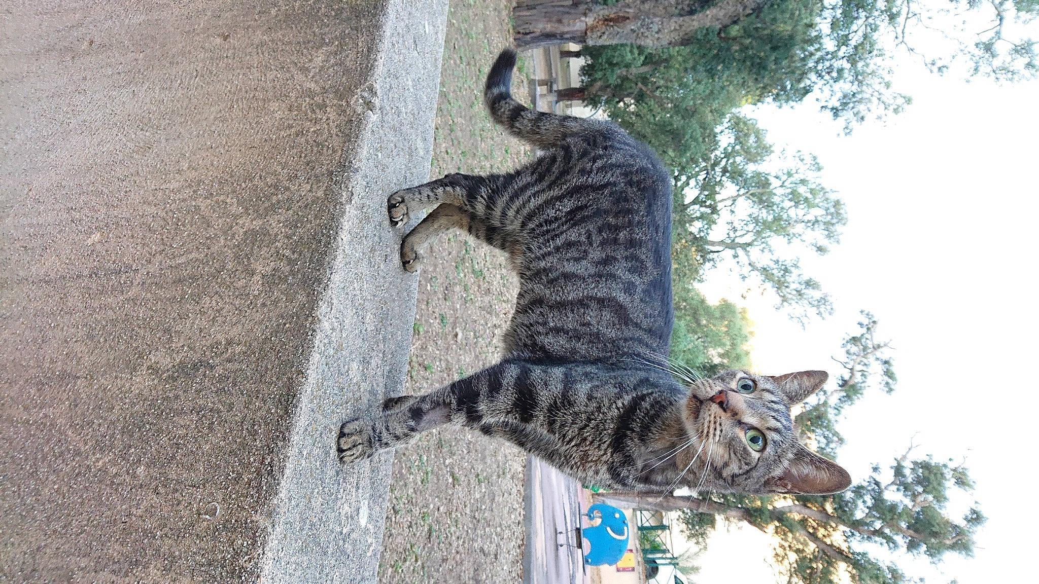 Junior a rejoint le concours — aidez-le/la à gagner de superbes lots ! asphalt, canidae, carnivore, cat, dog_breed, domestic_short_haired_cat, felidae, fur, lynx, plant, road_surface, small_to_medium_sized_cats, snout, sporting_group, tail, tar, terrestrial_animal, tree, trunk, whiskers