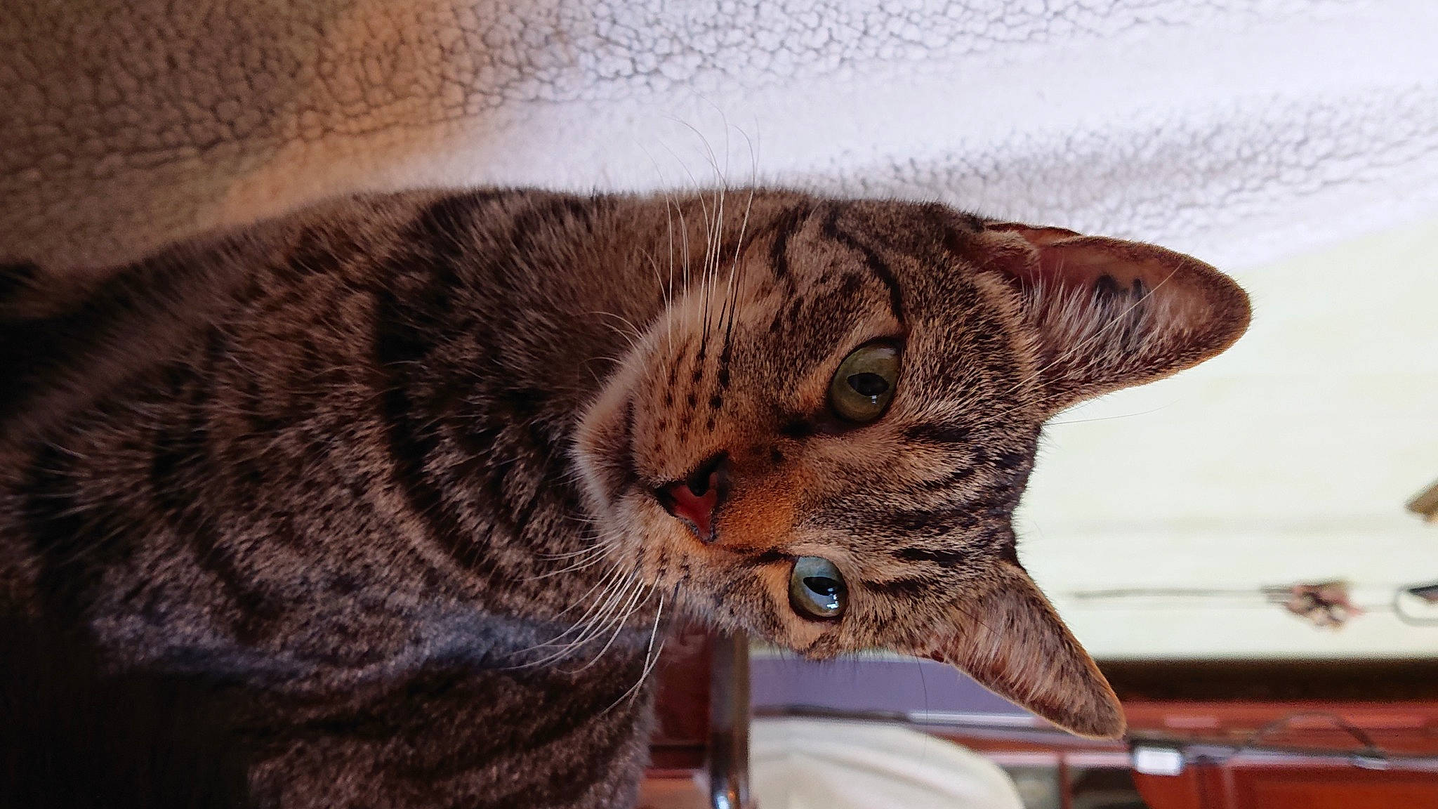 Junior a rejoint le concours — aidez-le/la à gagner de superbes lots ! bobcat, carnivore, cat, claw, comfort, domestic_short_haired_cat, eye, felidae, fur, head, paw, sitting, small_to_medium_sized_cats, snout, tail, terrestrial_animal, whiskers, wildlife, window, wood