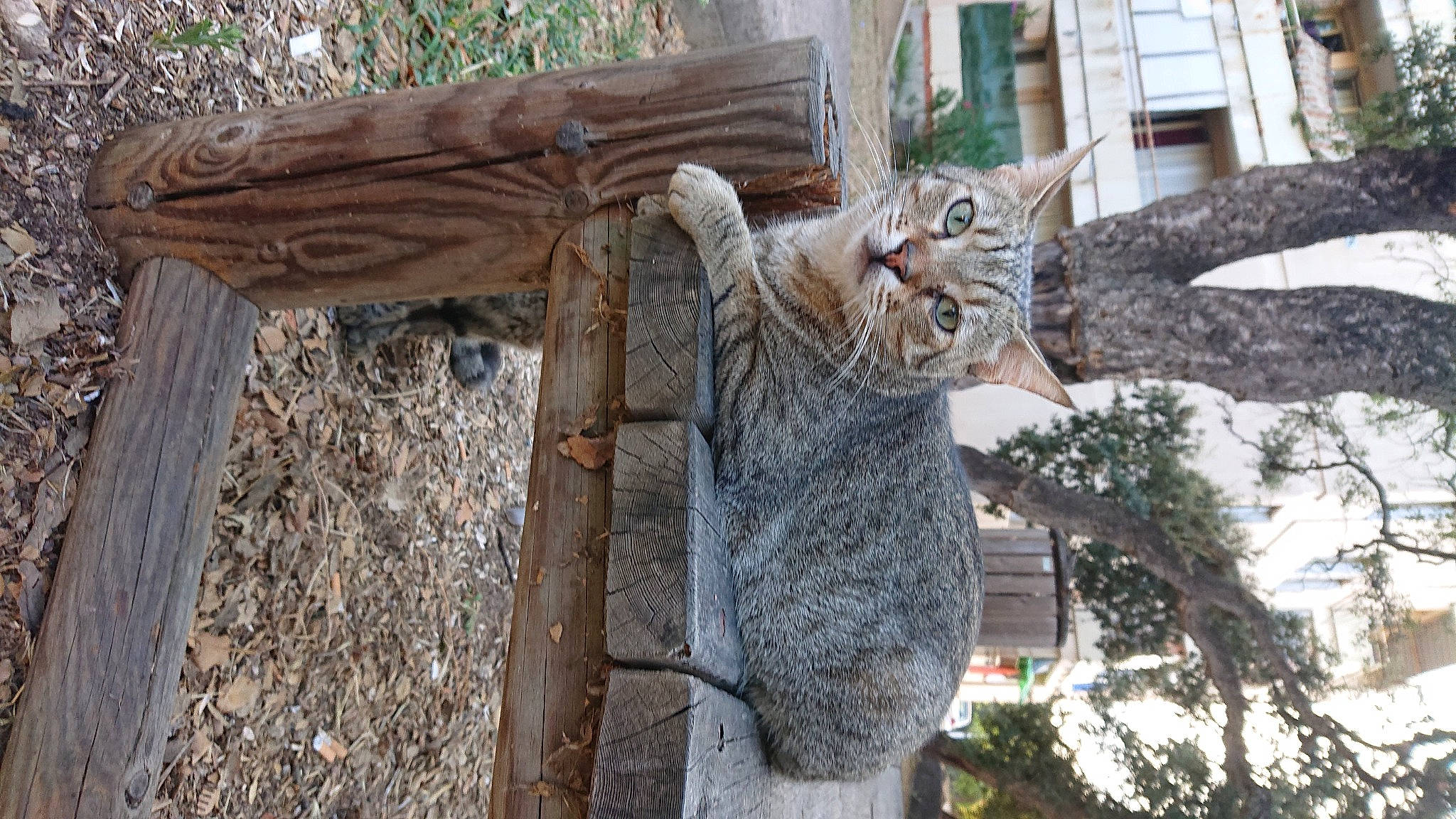 Ninja a rejoint le concours — aidez-le/la à gagner de superbes lots ! art, branch, carnivore, cat, fawn, felidae, mammal, plant, sculpture, small_to_medium_sized_cats, snout, statue, tree, trunk, twig, vertebrate, whiskers, window, wood, woody_plant