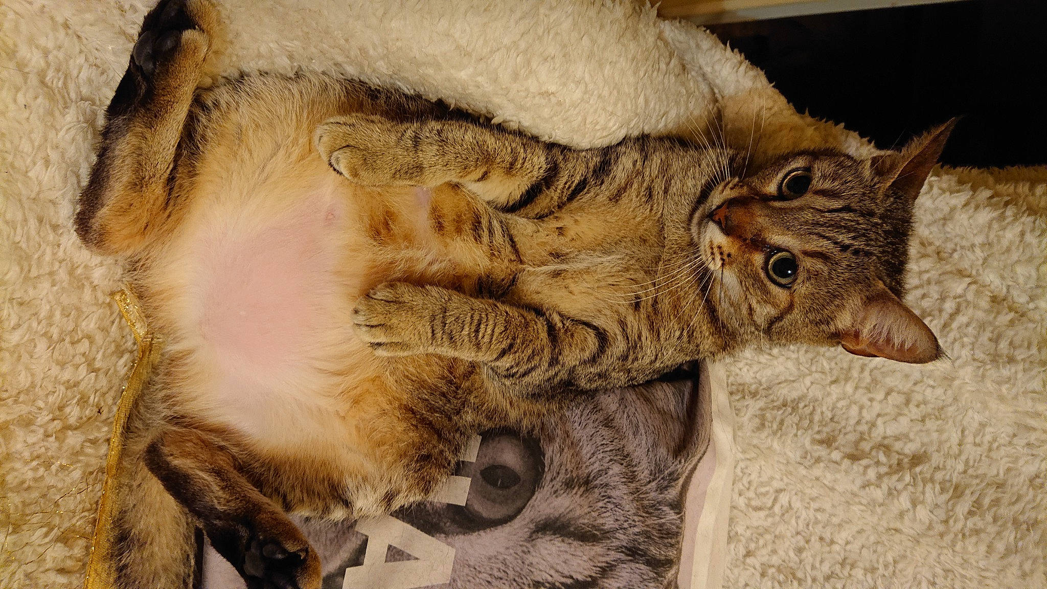 Ninja participe au concours pour gagner de l'argent avec cette photo : carnivore, cat, claw, domestic_short_haired_cat, fawn, felidae, fur, glasses, pattern, paw, small_to_medium_sized_cats, snout, tail, terrestrial_animal, whiskers, wildlife, wood, wrinkle