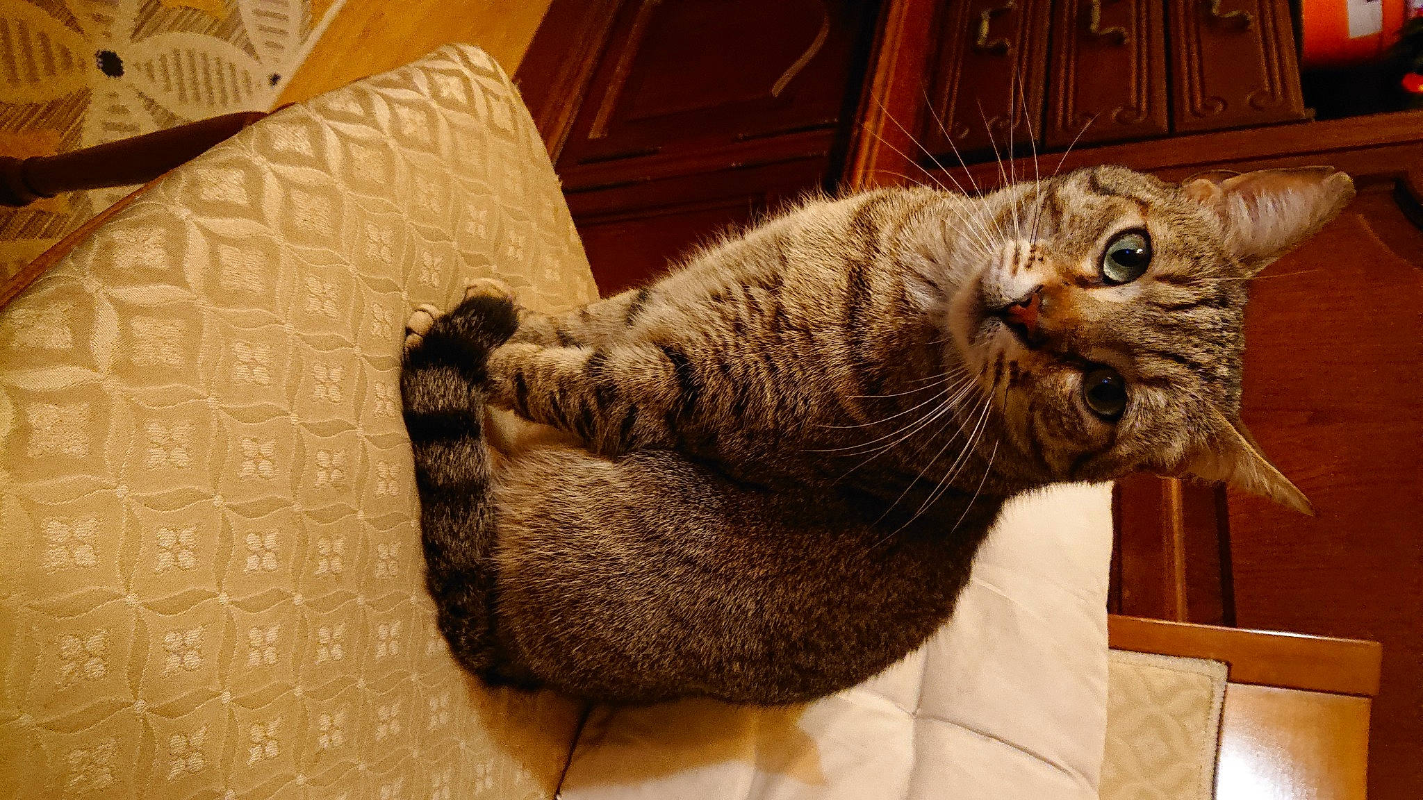 Ninja participe au concours pour gagner de l'argent avec cette photo : carnivore, cat, cat_bed, cat_supply, claw, comfort, domestic_short_haired_cat, fawn, felidae, fur, hardwood, paw, small_to_medium_sized_cats, snout, tail, terrestrial_animal, whiskers, wood