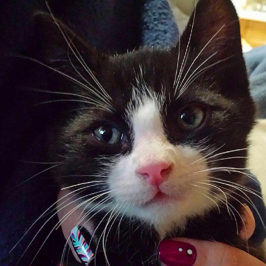 Norman