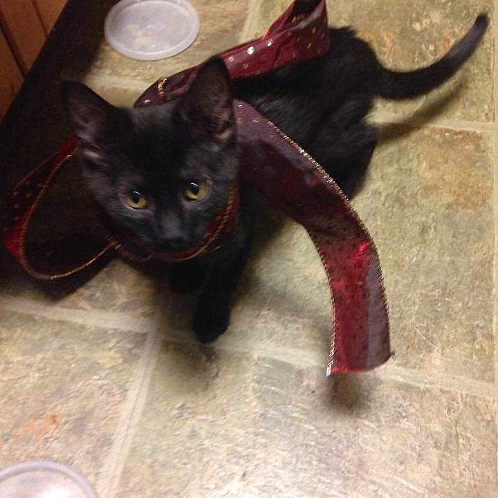 Binxycat