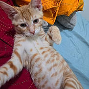 Sunny is registered to the contest to win money with this photo: kitten, cat, orange_tabby, pet, animal, indoor, blanket, fabric, bed, fur, whiskers, ears, paw, cute, young, striped, playful, cozy, resting, curious