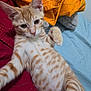 kitten, cat, orange_tabby, pet, animal, indoor, blanket, fabric, bed, fur, whiskers, ears, paw, cute, young, striped, playful, cozy, resting, curious