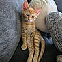 Sunny joined the competition — help win amazing prizes! kitten, cat, orange_tabby, pet, feline, couch, plush, stuffed_animal, pillow, relaxed, indoors, fur, whiskers, sleepy, cute, animal, domestic_cat, resting, soft, companion