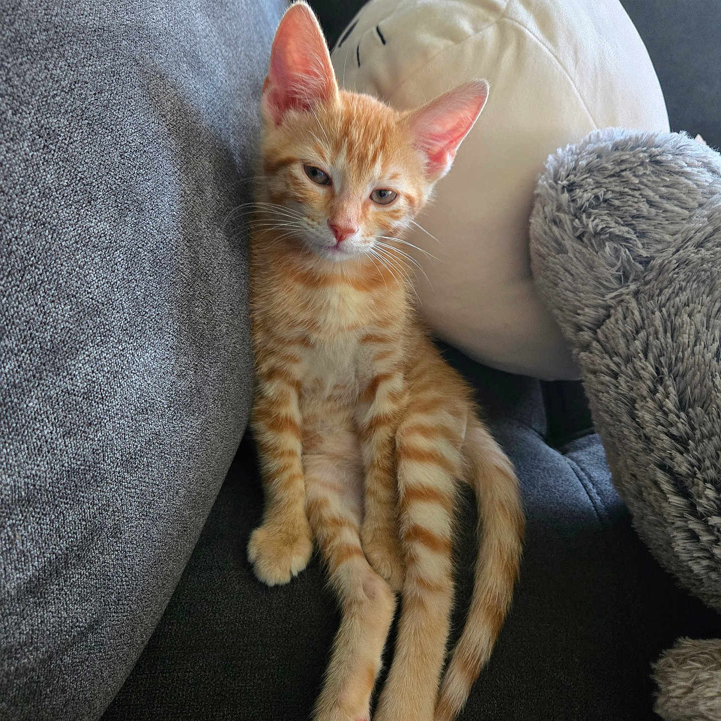 Sunny joined the competition — help win amazing prizes! animal, cat, companion, couch, cute, domestic_cat, feline, fur, indoors, kitten, orange_tabby, pet, pillow, plush, relaxed, resting, sleepy, soft, stuffed_animal, whiskers