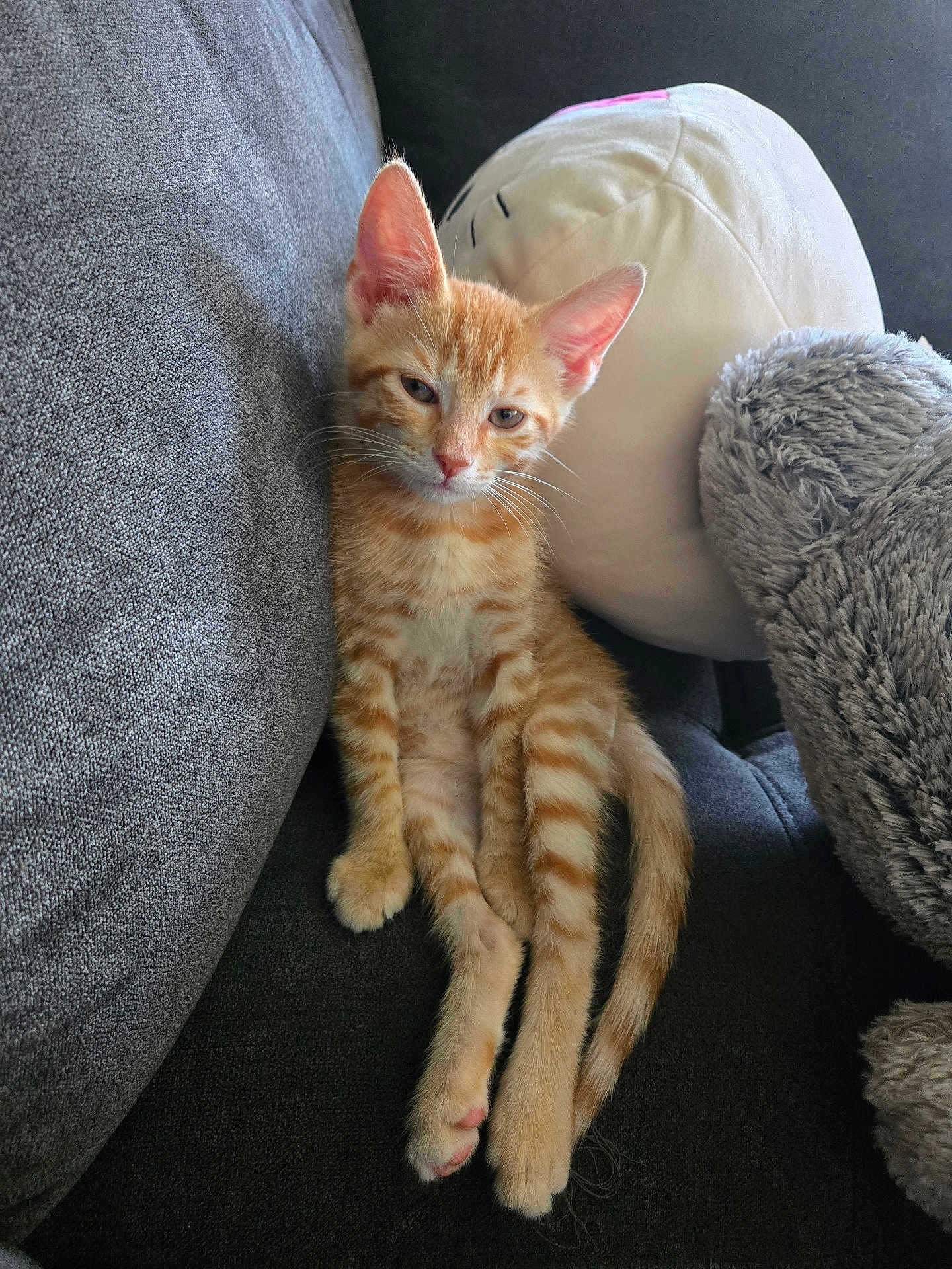 Sunny joined the competition — help win amazing prizes! kitten, cat, orange_tabby, pet, feline, couch, plush, stuffed_animal, pillow, relaxed, indoors, fur, whiskers, sleepy, cute, animal, domestic_cat, resting, soft, companion