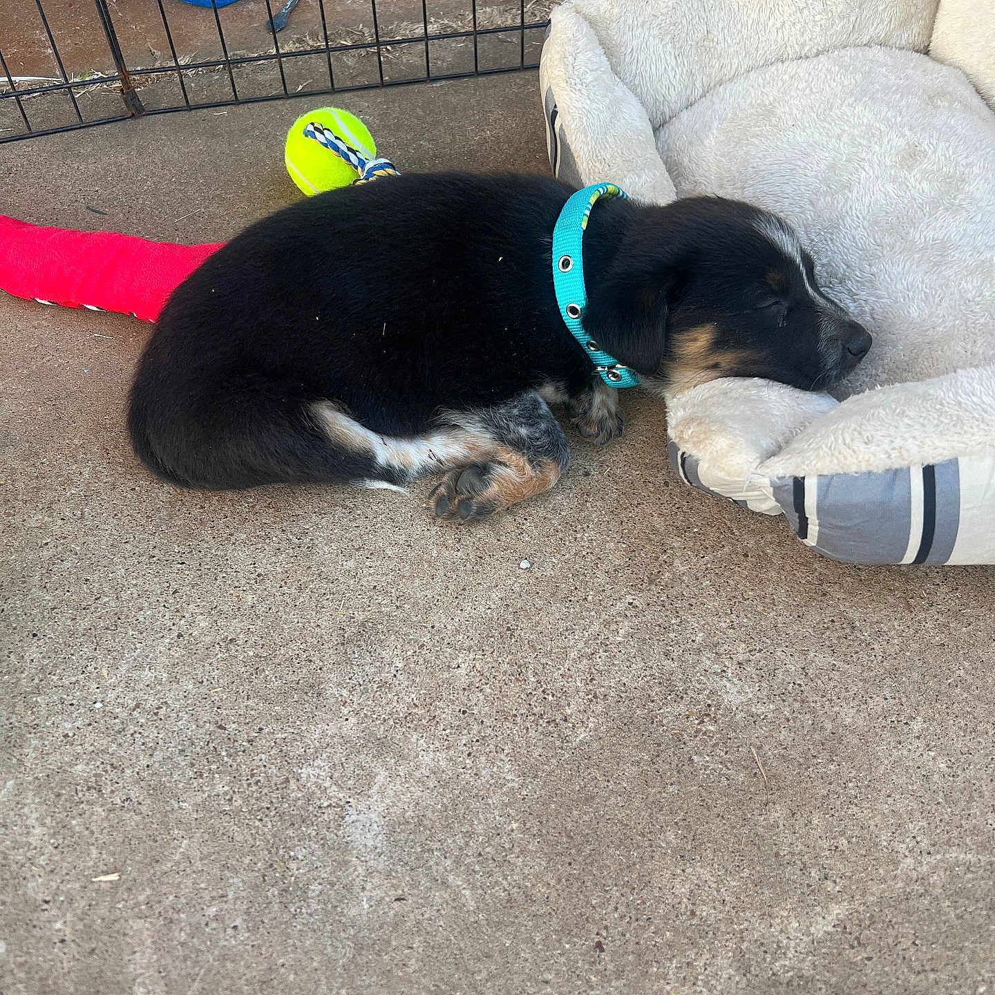 Koda joined the competition — help win amazing prizes! accessories, animal, ball, beagle, canine, chair, couch, den, dog, doghouse, furniture, hound, indoors, leash, pet, puppy, sport, strap, tennis, tennisball