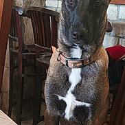 Zouzou a rejoint le concours — aidez-le/la à gagner de superbes lots ! dog, indoor, table, chair, wooden_chair, stone_wall, collar, ears, pet, animal, brown_fur, white_marking, tablecloth, plant, pot, notebook, sitting, looking_at_camera, domestic, cozy