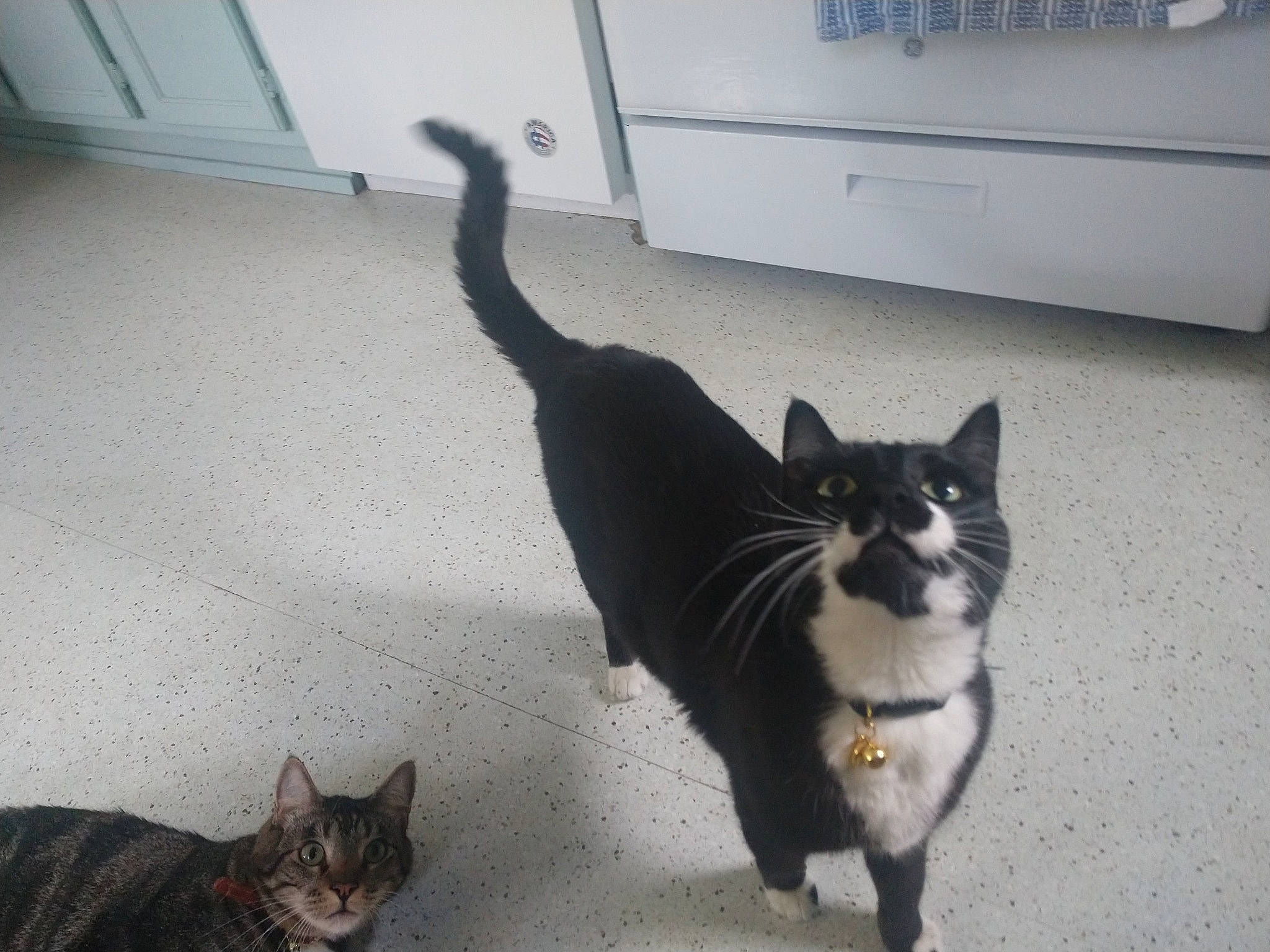 Morgana is registered to the contest to win money with this photo: black_cat, carnivore, cat, dog_breed, domestic_short_haired_cat, felidae, floor, flooring, fur, grey, line, mammal, paw, shadow, small_to_medium_sized_cats, snout, tail, vertebrate, whiskers