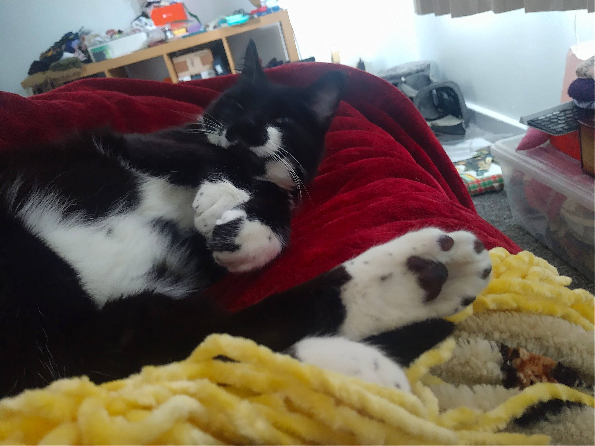 Morgana joined the competition — help win amazing prizes! carnivore, cat, cat_bed, cat_supply, comfort, companion_dog, dog_breed, domestic_short_haired_cat, felidae, fur, lamp, linens, living_room, mammal, room, small_to_medium_sized_cats, tail, terrestrial_animal, toy, whiskers