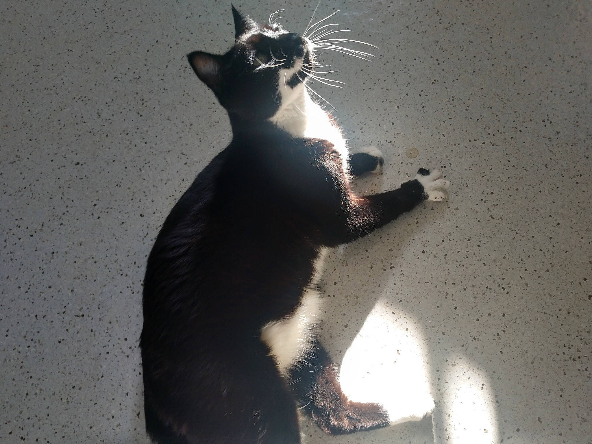 Morgana is registered to the contest to win money with this photo: black_cat, carnivore, cat, darkness, domestic_short_haired_cat, felidae, flash_photography, foot, formal_wear, fur, paw, shadow, sitting, small_to_medium_sized_cats, snout, tail, terrestrial_animal, tints_and_shades, whiskers, window