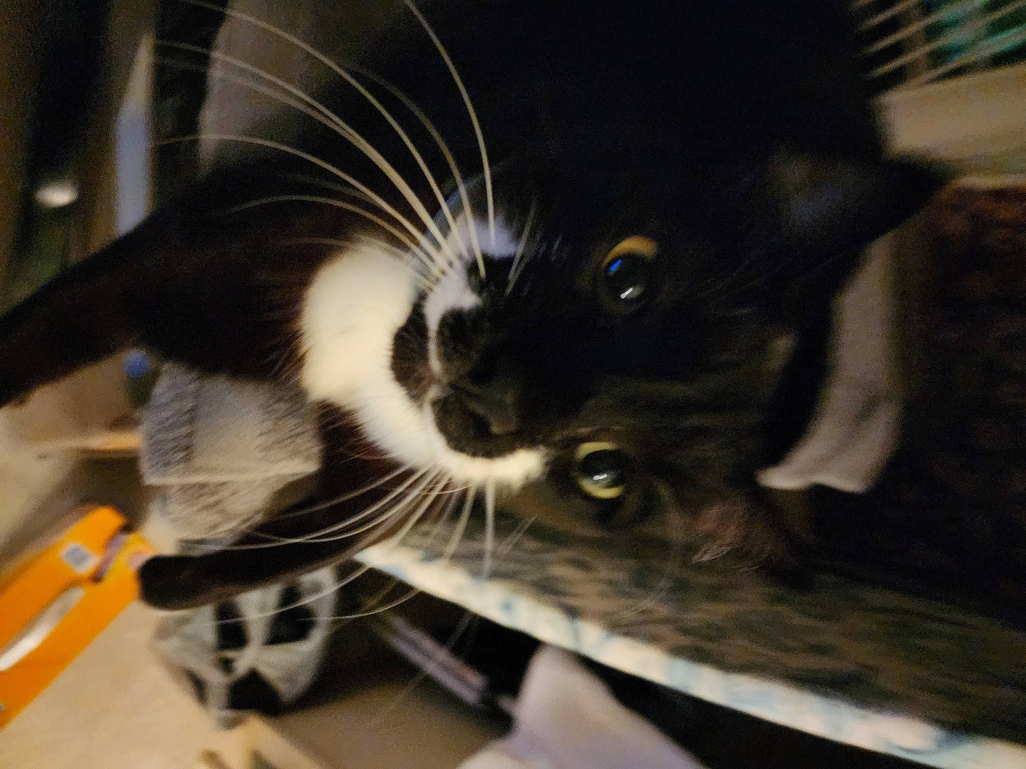 Morgana is registered to the contest to win money with this photo: black_cat, carnivore, cat, claw, comfort, domestic_short_haired_cat, felidae, fur, paw, small_to_medium_sized_cats, snout, tail, whiskers