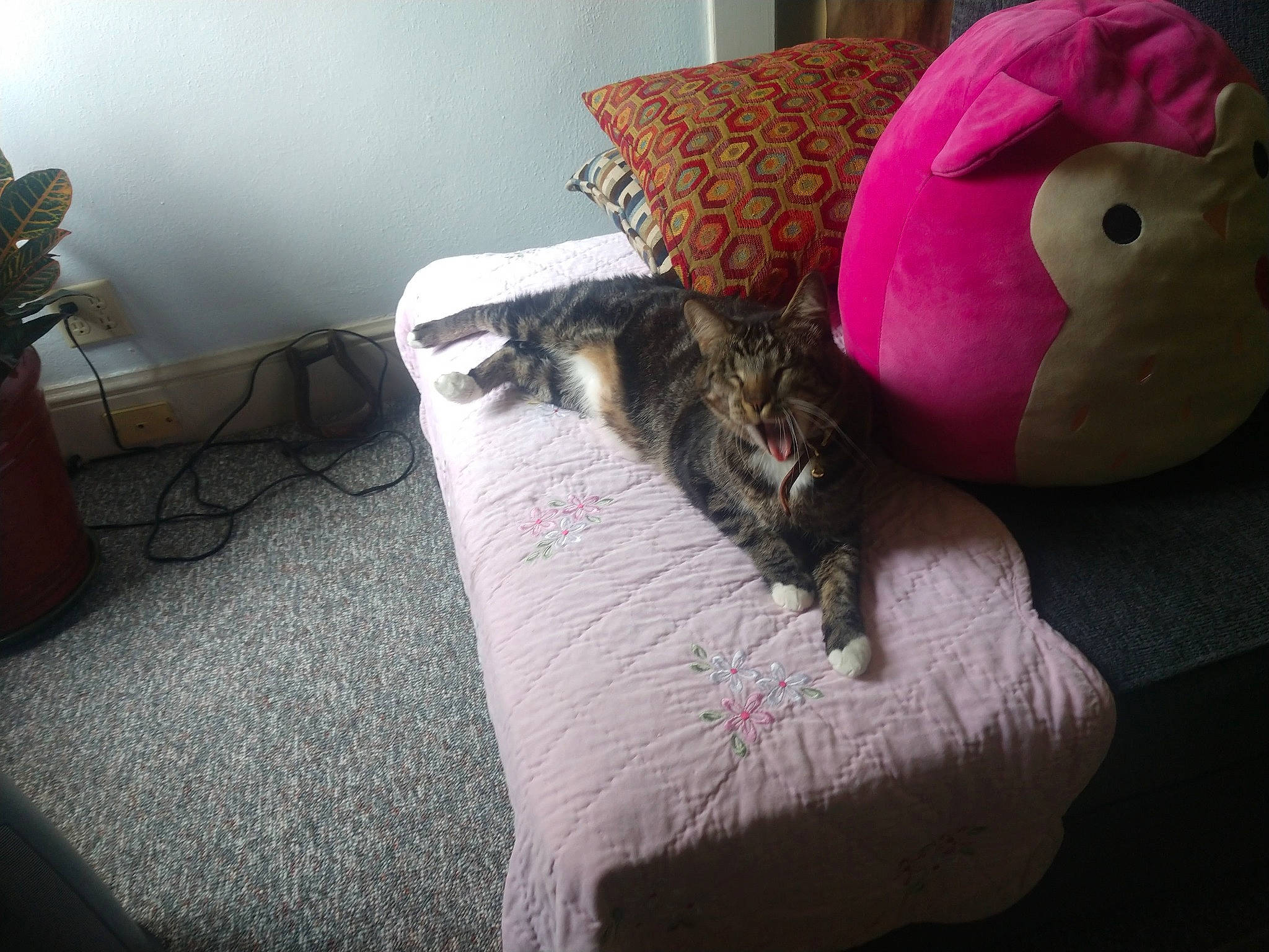 Jerry joined the competition — help win amazing prizes! carnivore, cat, comfort, couch, felidae, flooring, fur, furniture, grey, hardwood, interior_design, linens, living_room, mammal, small_to_medium_sized_cats, tail, textile, vertebrate, whiskers, wood