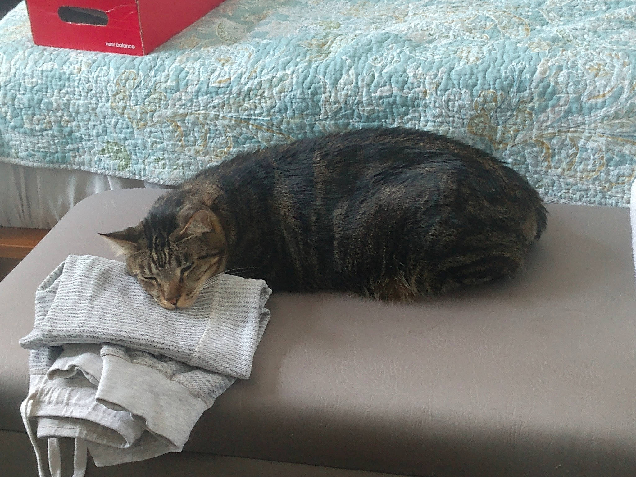 Jerry joined the competition — help win amazing prizes! bedding, carnivore, cat, claw, comfort, domestic_short_haired_cat, felidae, fur, grey, linens, nap, paw, room, sitting, sleep, small_to_medium_sized_cats, snout, tail, whiskers