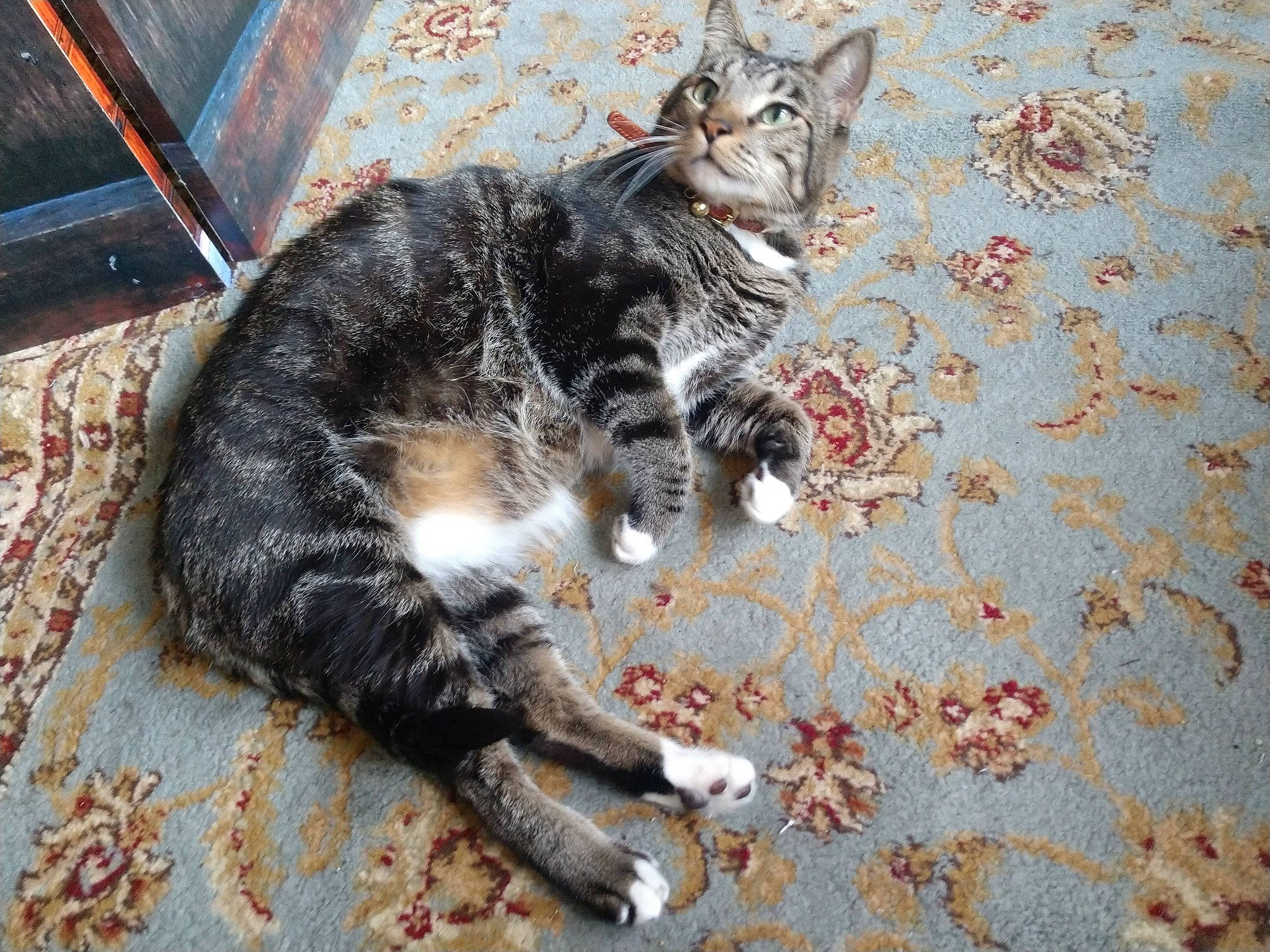 Jerry joined the competition — help win amazing prizes! carnivore, cat, claw, domestic_short_haired_cat, felidae, fur, paw, sitting, small_to_medium_sized_cats, snout, tail, terrestrial_animal, tree, whiskers, wood