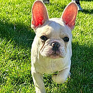 Snoopy is registered to the contest to win money with this photo: animal, canine, close_up, cute, daylight, dog, ears, french_bulldog, grass, greenery, mammal, nature, outdoor, pet, puppy, small_dog, summer, sunlight, walking, young_animal