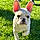 Snoopy