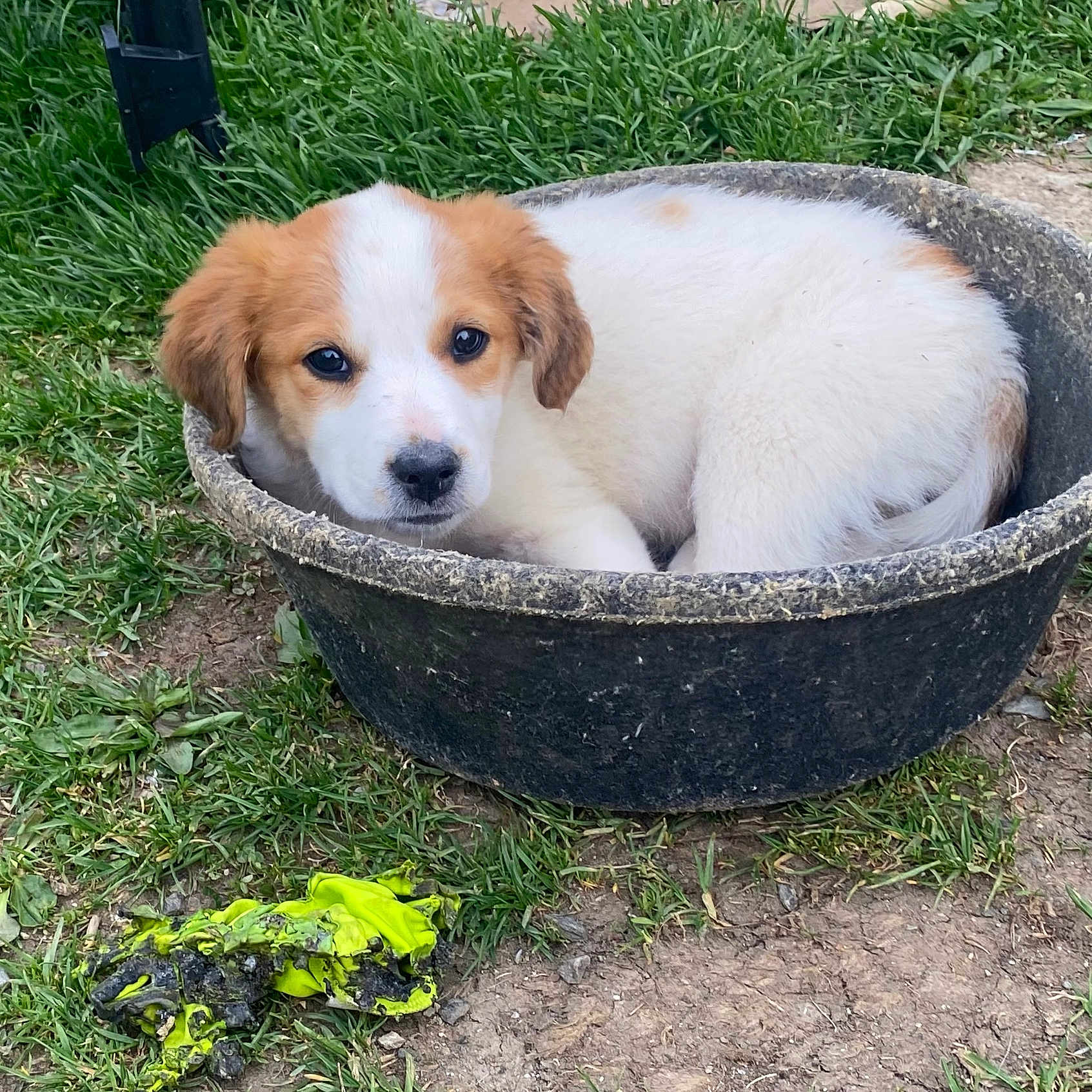 Dollie joined the competition — help win amazing prizes! animal, brown, chewed_object, cozy, curled_up, cute, dirt, dog, fur, grass, looking, nature, outdoor, pet, plastic_tub, playful, puppy, small, white, young