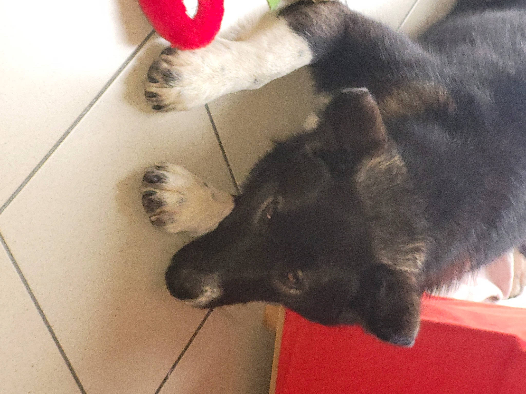 Lilou participe au concours pour gagner de l'argent avec cette photo : black_norwegian_elkhound, canidae, carmine, carnivore, claw, companion_dog, dog, dog_breed, domestic_short_haired_cat, felidae, flooring, foot, fur, hardwood, non_sporting_group, paw, small_to_medium_sized_cats, sporting_group, tail, whiskers