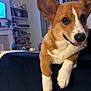 Rum is registered to the contest to win money with this photo: dog, corgi, pet, animal, cute, ears, tongue, living_room, couch, furniture, shelf, books, window, curtains, indoor, mammal, brown, white, portrait, domestic