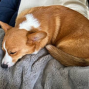 Rum joined the competition — help win amazing prizes! dog, corgi, sleeping, blanket, fur, pet, cozy, resting, canine, cute, animal, indoors, pillow, couch, brown, white, snout, ears, tail, relax