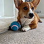 Rum is registered to the contest to win money with this photo: dog, corgi, puppy, pet, indoor, carpet, toy, ball, brown, white, ears, cute, animal, playful, floor, closeup, house, expression, paw, lying