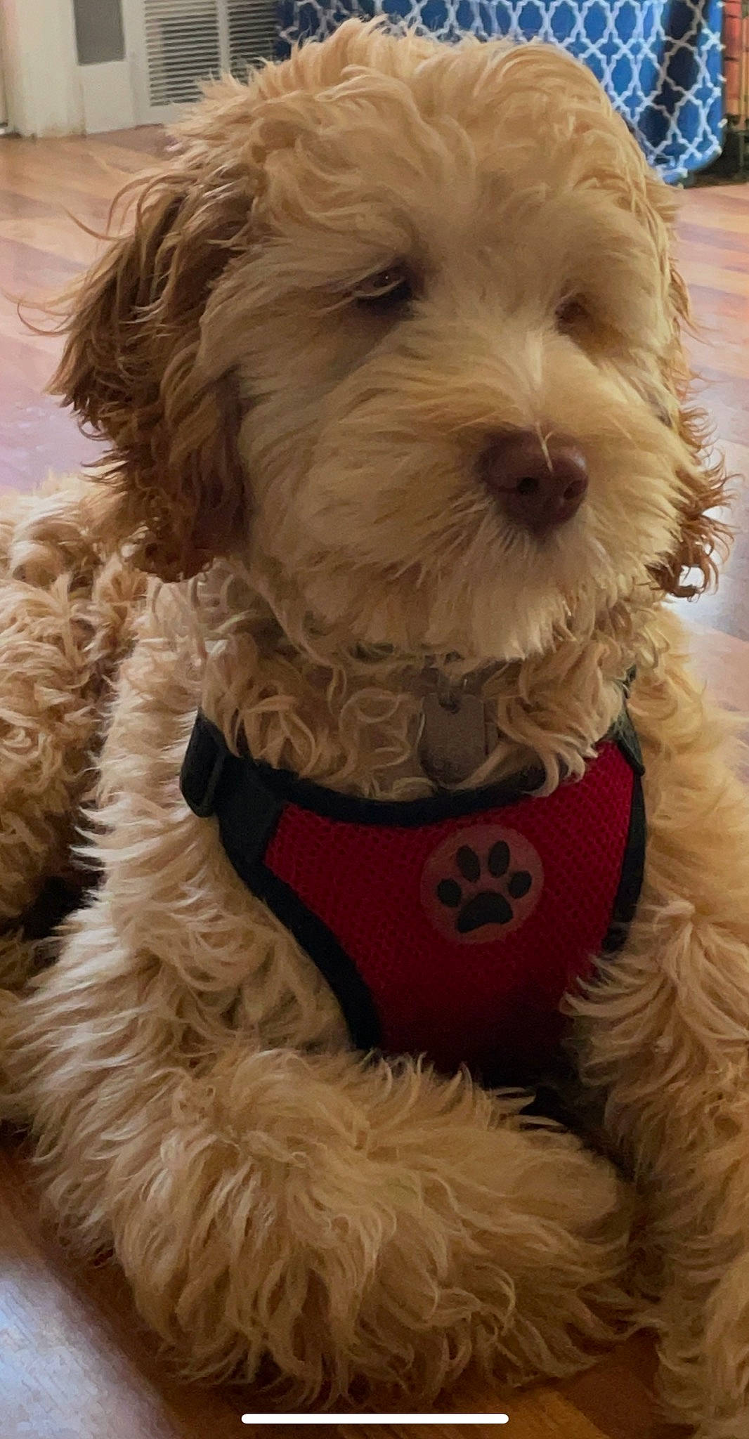 Dia joined the competition — help win amazing prizes! canidae, carnivore, christmas, collar, companion_dog, dog, dog_breed, dog_clothes, dog_collar, dog_supply, fur, labradoodle, liver, pet_supply, small_terrier, snout, sporting_group, terrier, toy_dog, working_animal