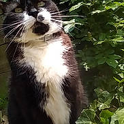 Chubbs joined the competition — help win amazing prizes! cat, black_and_white, whiskers, fluffy, outdoor, greenery, plants, leafy, nature, curious, pet, feline, collar, portrait, animal, closeup, daylight, garden, sitting, fur