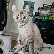 Nala joined the competition — help win amazing prizes! cat, blue_eyes, collar, bed, eagles, sports_memorabilia, indoor, furniture, curious, pet, animal, whiskers, tabby, domestic_cat, closeup, face, paw, kitten, home, feline